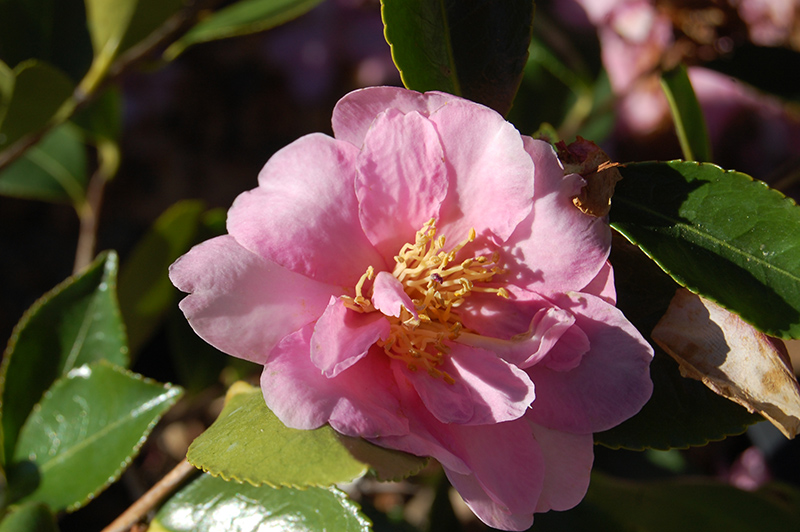 Showa-No-Sakae Camellia (Camellia sasanqua 'Showa-No-Sakae') at Green Thumb Nursery