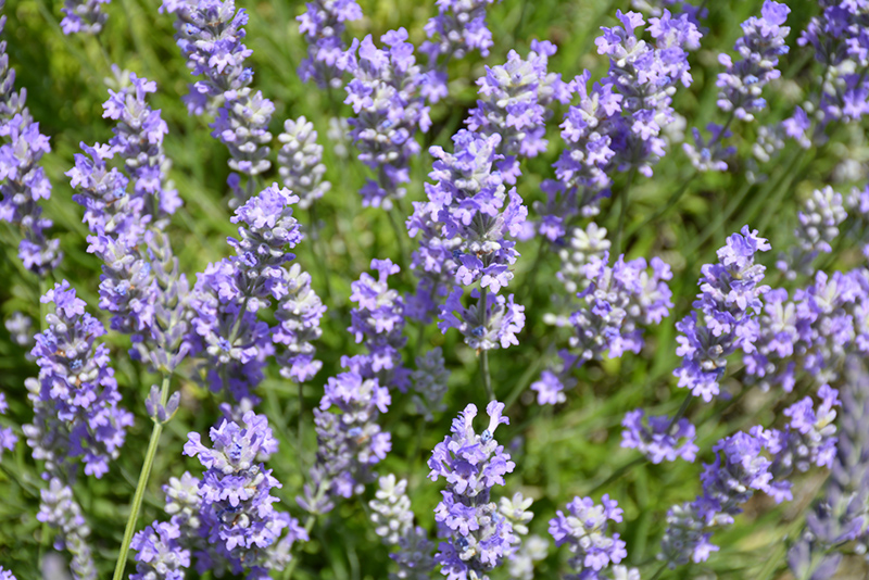 Blue Cushion Lavender (Lavandula angustifolia 'Blue Cushion') at Green Thumb Nursery