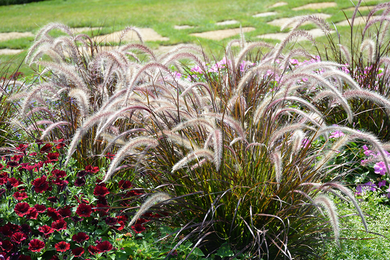 Fountain Grass (Pennisetum setaceum) at Green Thumb Nursery