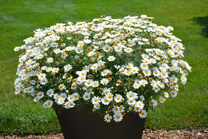 Pure White Butterfly Marguerite Daisy (Argyranthemum frutescens 'G14420') at Green Thumb Nursery