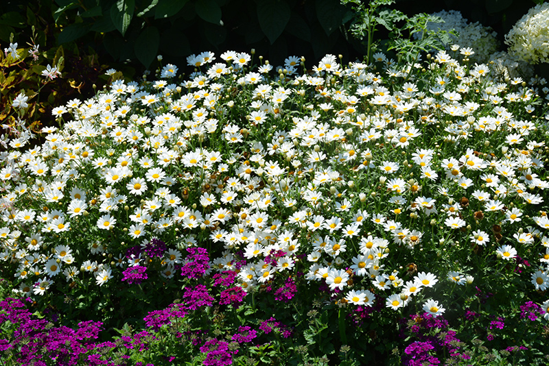Pure White Butterfly Marguerite Daisy (Argyranthemum frutescens 'G14420') at Green Thumb Nursery