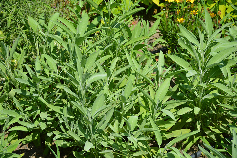 Common Sage (Salvia officinalis) at Green Thumb Nursery