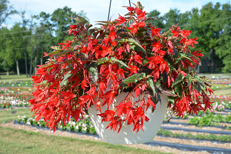 Beauvilia Red Begonia (Begonia boliviensis 'Beauvilia Red') at Green Thumb Nursery
