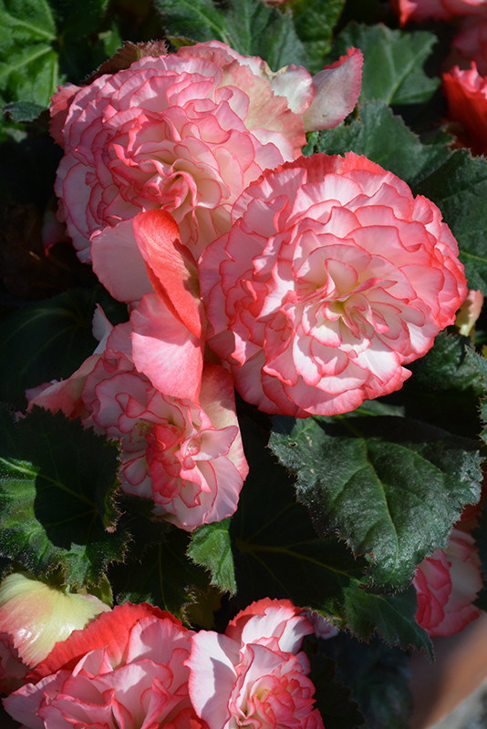 Nonstop Rose Petticoat Begonia (Begonia 'Nonstop Rose Petticoat') at Green Thumb Nursery
