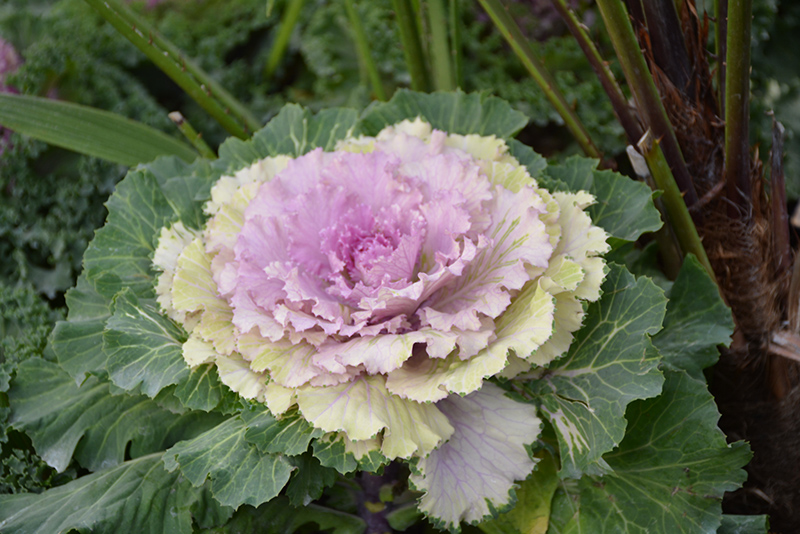 Osaka Pink Ornamental Cabbage (Brassica oleracea 'Osaka Pink') at Green Thumb Nursery