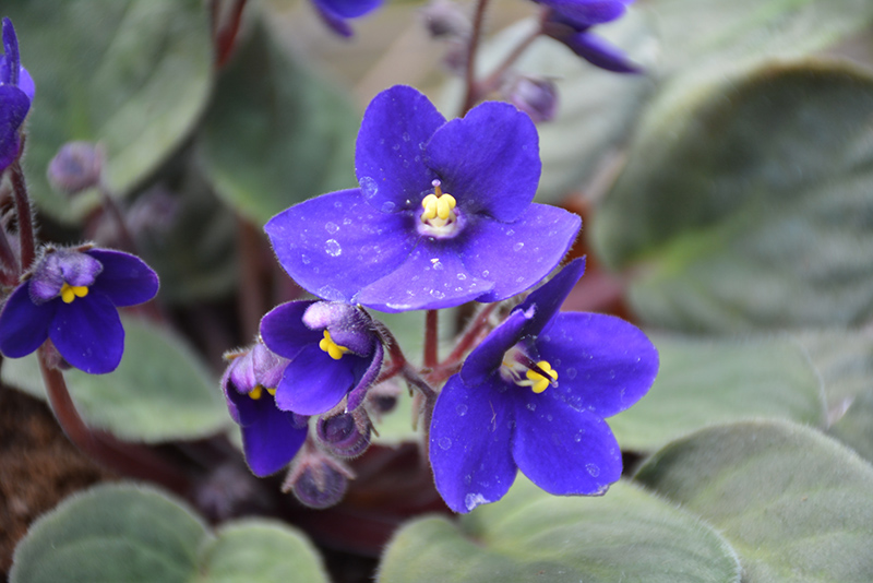 Hybrid Blue African Violet (Saintpaulia 'Hybrid Blue') at Green Thumb Nursery