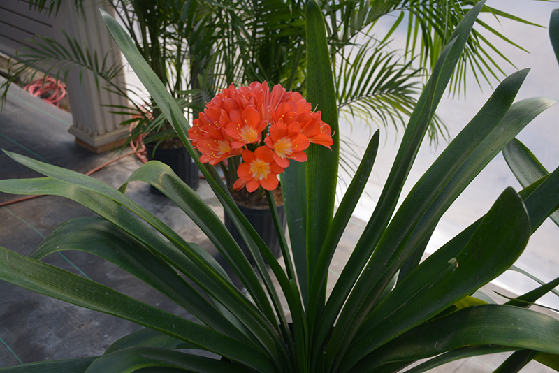 Bush Lily (Clivia x miniata) at Green Thumb Nursery