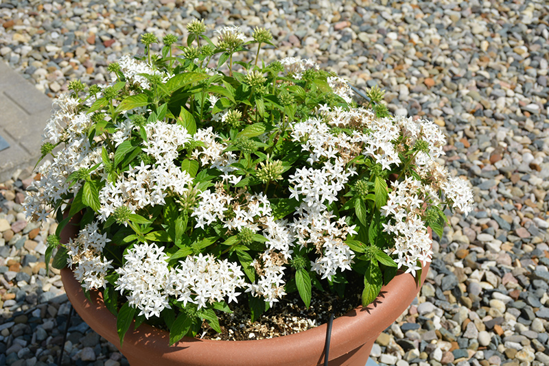 Lucky Star White Star Flower (Pentas lanceolata 'PAS1284142') at Green Thumb Nursery