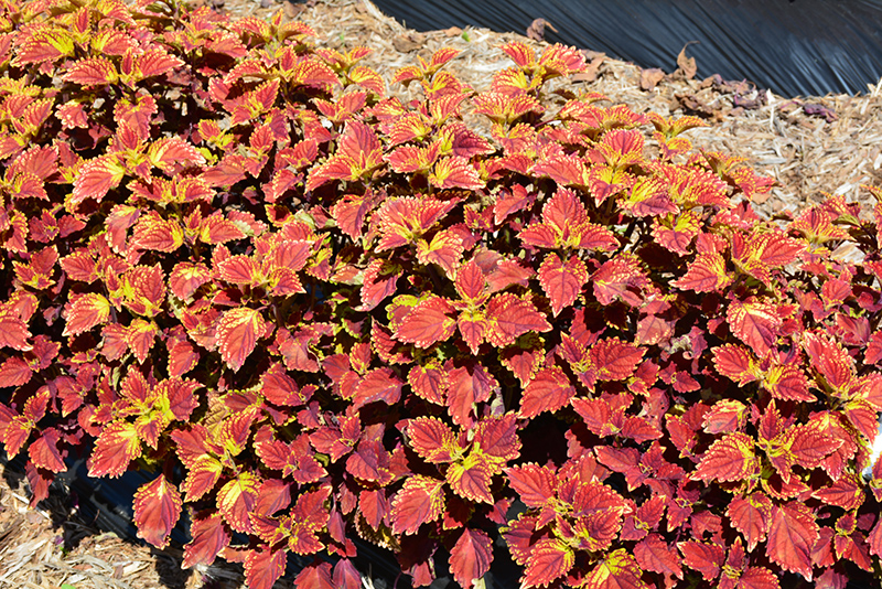 Color Clouds Be Mine Coleus (Solenostemon scutellarioides 'Be Mine') at Green Thumb Nursery