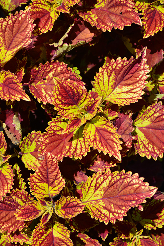 Color Clouds Be Mine Coleus (Solenostemon scutellarioides 'Be Mine') at Green Thumb Nursery