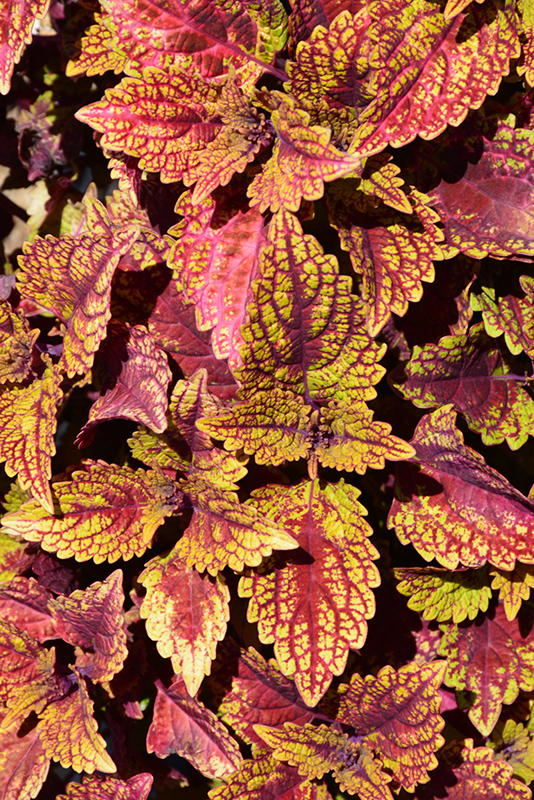 Color Clouds Spicy Coleus (Solenostemon scutellarioides 'Spicy') at Green Thumb Nursery