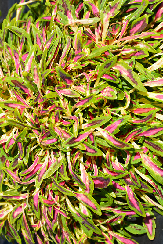 Fancy Feathers Pink Coleus (Solenostemon scutellarioides 'Fancy Feathers Pink') at Green Thumb Nursery