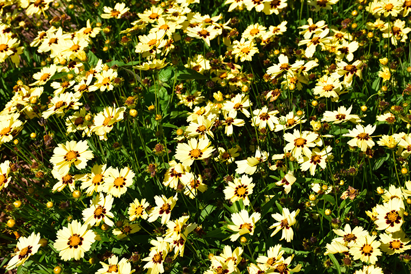 UpTick Cream and Red Tickseed (Coreopsis 'Balupteamed') at Green Thumb Nursery