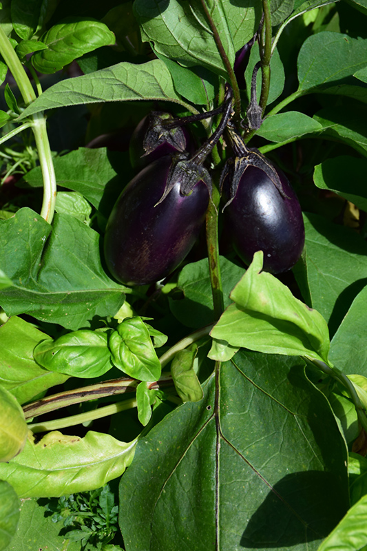 Patio Baby Eggplant (Solanum melongena 'Patio Baby') at Green Thumb Nursery