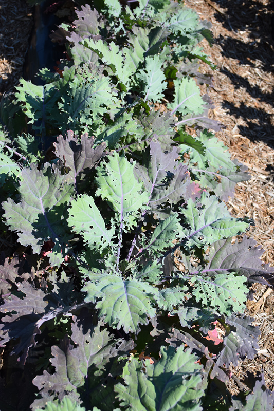Red Russian Kale (Brassica oleracea 'Red Russian') at Green Thumb Nursery