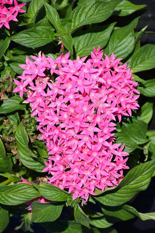 Lucky Star Dark Pink Star Flower (Pentas lanceolata 'Lucky Star Dark Pink') at Green Thumb Nursery