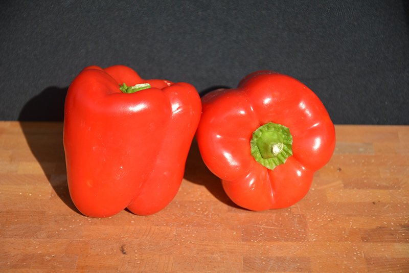 Big Red Sweet Pepper (Capsicum annuum 'Big Red') at Green Thumb Nursery