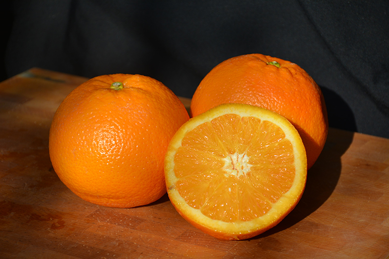 Navel Orange (Citrus sinensis 'Navel') at Green Thumb Nursery