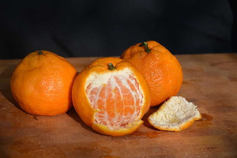 Satsuma Mandarin Orange (Citrus reticulata 'Satsuma') at Green Thumb Nursery