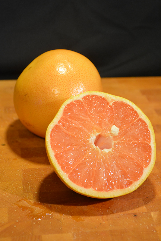 Ruby Red Grapefruit (Citrus x paradisi 'Ruby Red') at Green Thumb Nursery