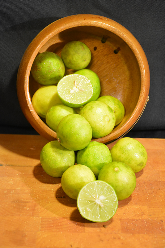 Key Lime (Citrus aurantifolia) at Green Thumb Nursery