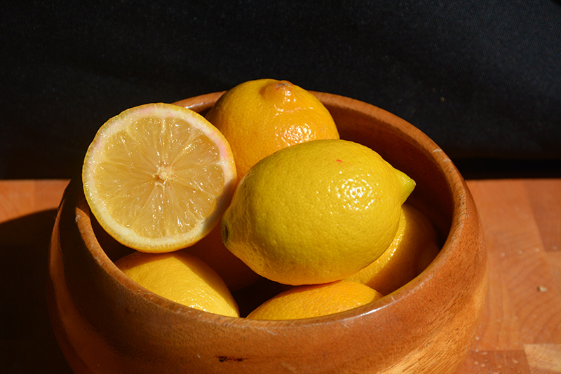 Meyer Dwarf Lemon (Citrus x meyeri 'Meyer Dwarf') at Green Thumb Nursery