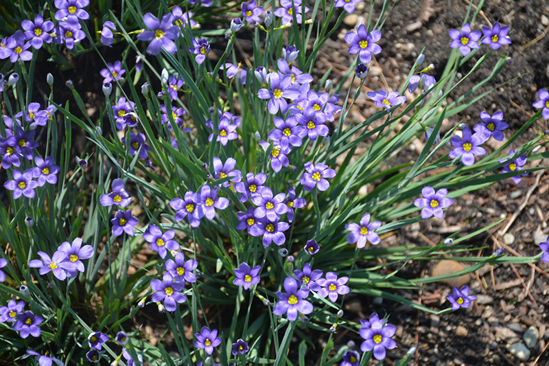 Lucerne Blue-Eyed Grass (Sisyrinchium angustifolium 'Lucerne') at Green Thumb Nursery