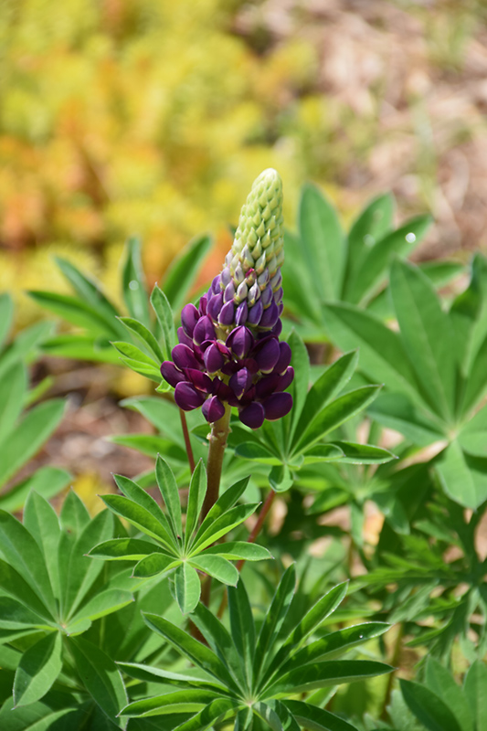 Popsicle Blue Lupine (Lupinus 'Popsicle Blue') at Green Thumb Nursery