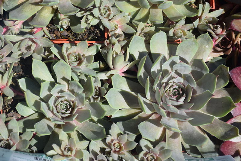 Pacific Blue Ice Hens And Chicks (Sempervivum 'Pacific Blue Ice') at Green Thumb Nursery