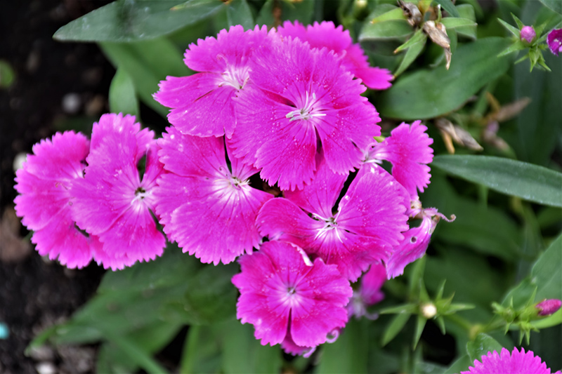 Floral Lace Lilac Pinks (Dianthus 'Floral Lace Lilac') at Green Thumb Nursery