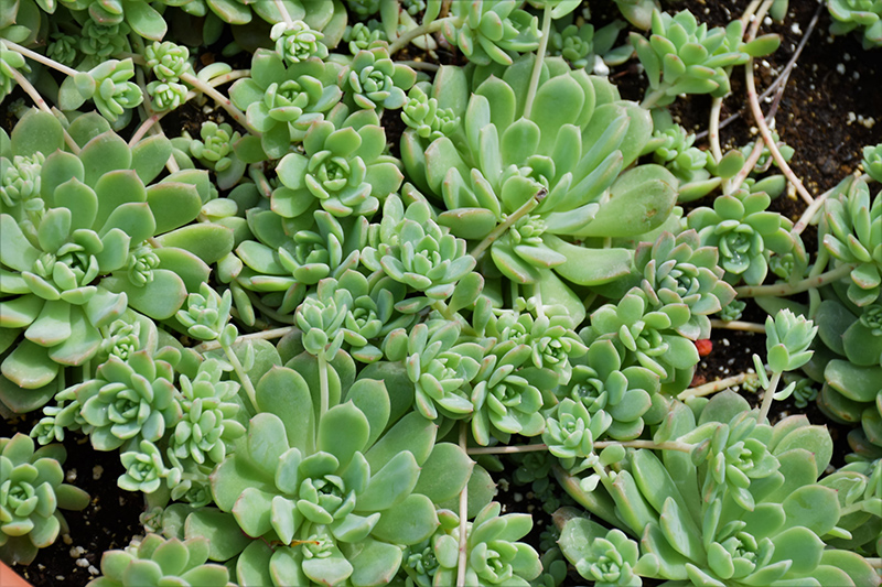 Prolific Echeveria (Echeveria prolifica) at Green Thumb Nursery