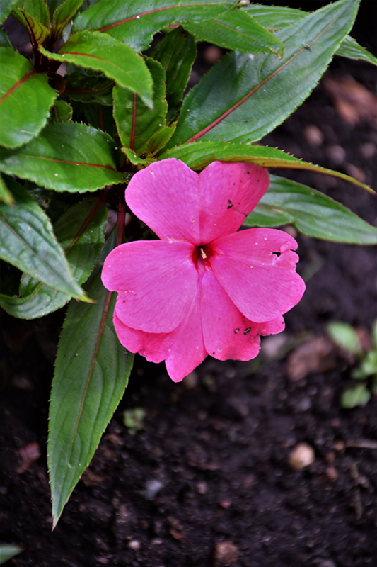 Magnum Clear Pink New Guinea Impatiens (Impatiens 'Magnum Clear Pink') at Green Thumb Nursery