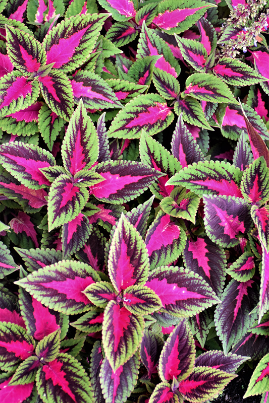 Ruby Road Coleus (Solenostemon scutellarioides 'Ruby Road') at Green Thumb Nursery
