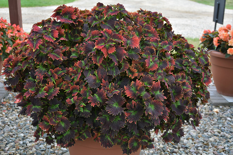 Stained Glassworks Tilt A Whirl Coleus (Solenostemon scutellarioides 'Tilt A Whirl') at Green Thumb Nursery