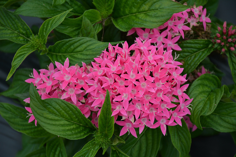 Lucky Star Deep Pink Star Flower (Pentas lanceolata 'PAS1187213') at Green Thumb Nursery