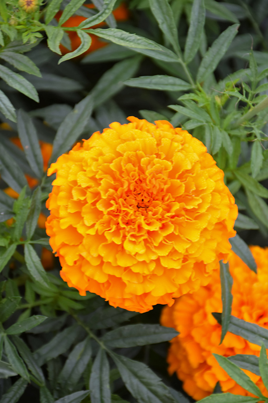 Lady Orange Marigold (Tagetes erecta 'Lady Orange') at Green Thumb Nursery