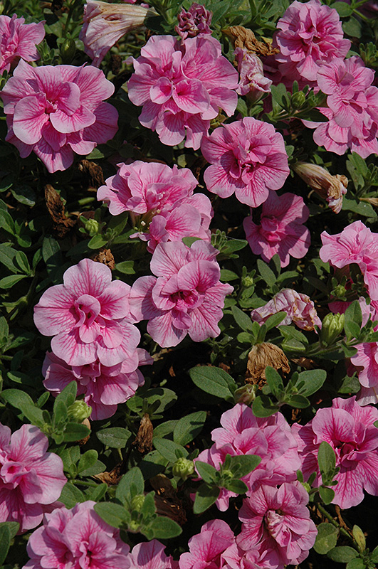 Double Wave Pink Petunia (Petunia 'Double Wave Pink') at Green Thumb Nursery