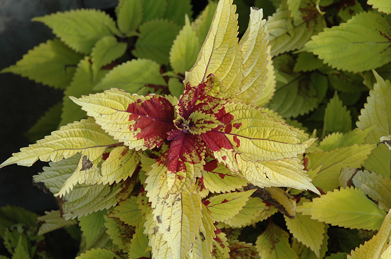 Floricolor Gold Ring Coleus (Solenostemon scutellarioides 'Gold Ring') at Green Thumb Nursery