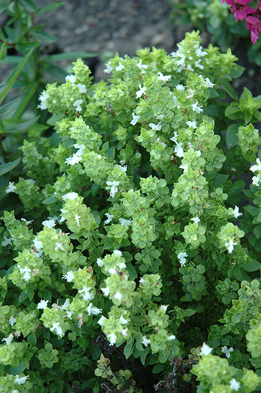 Boxwood Basil (Ocimum basilicum 'Boxwood') at Green Thumb Nursery