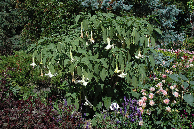 White Angel's Trumpet (Brugmansia candida) at Green Thumb Nursery