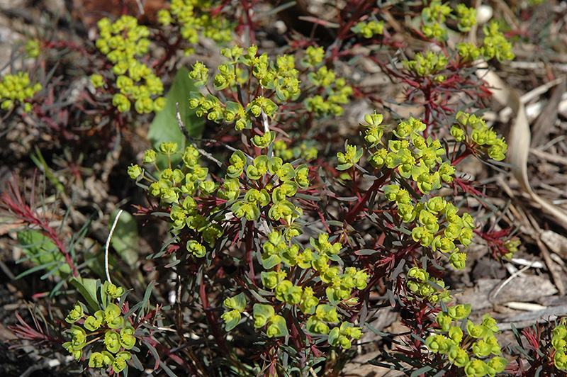 Fen's Ruby Cypress Spurge (Euphorbia cyparissias 'Fen's Ruby') at Green Thumb Nursery