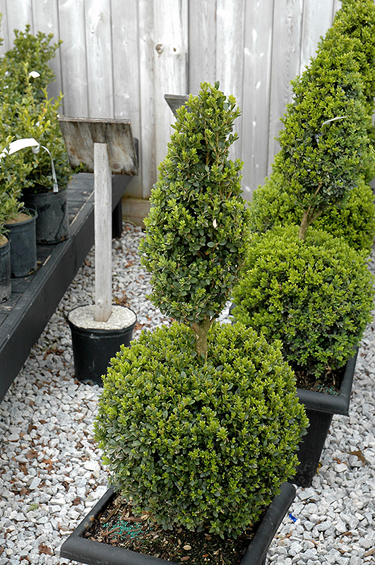 Green Mountain Boxwood (poodle form) (Buxus 'Green Mountain (poodle)') at Green Thumb Nursery
