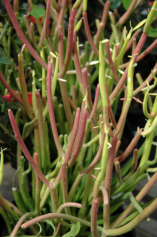 Sticks On Fire Red Pencil Tree (Euphorbia tirucalli 'Sticks On Fire') at Green Thumb Nursery