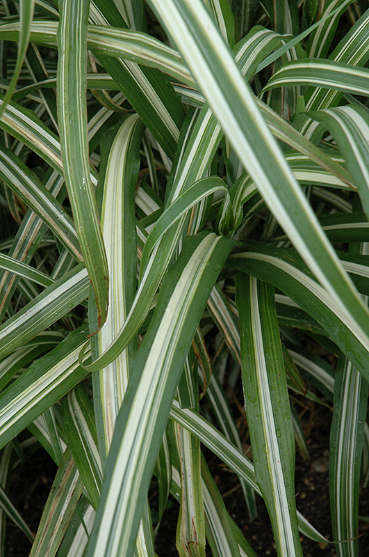 Cabaret Maiden Grass (Miscanthus sinensis 'Cabaret') at Green Thumb Nursery