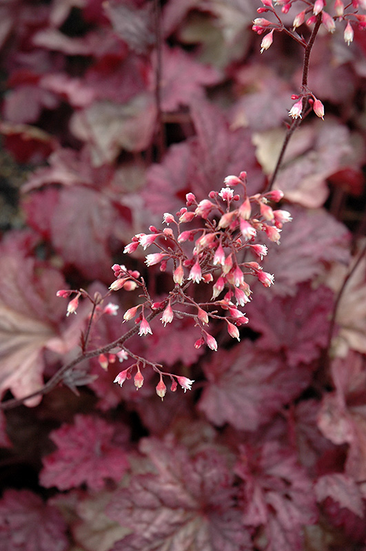 Berry Smoothie Coral Bells (Heuchera 'Berry Smoothie') at Green Thumb Nursery