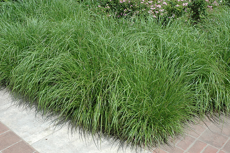 Fountain Grass (Pennisetum alopecuroides) at Green Thumb Nursery