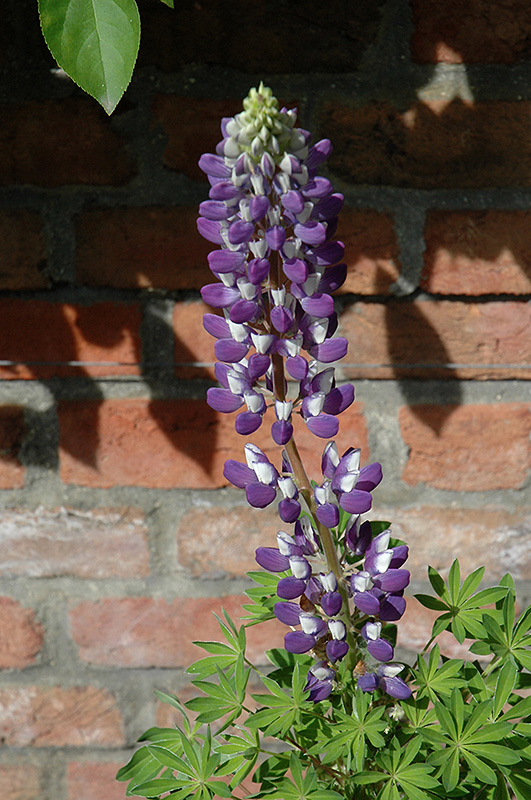 Gallery Blue Shades Lupine (Lupinus 'Gallery Blue Shades') at Green Thumb Nursery