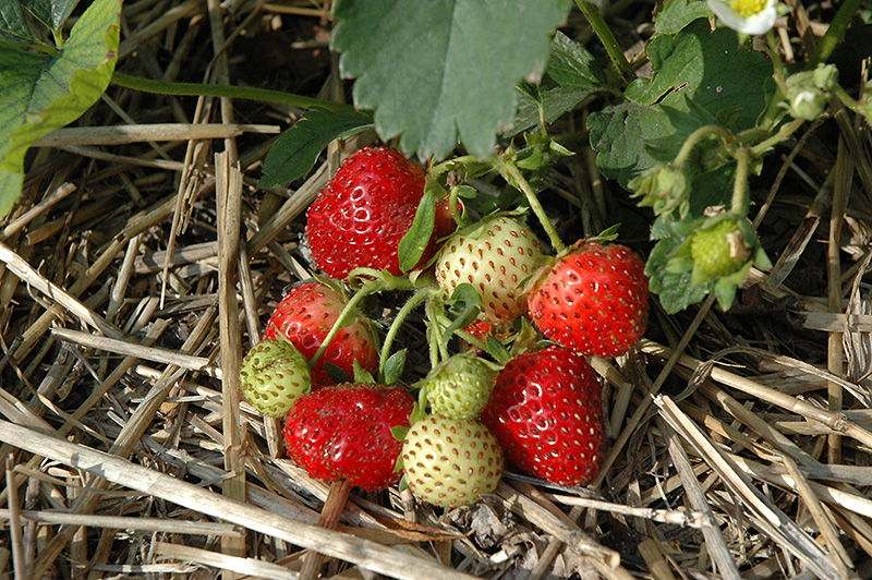 Everbearing Strawberry (Fragaria 'Everbearing') at Green Thumb Nursery