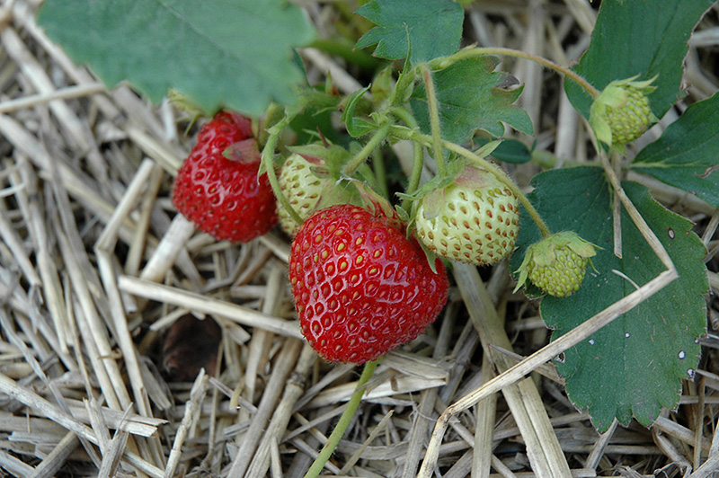 Everest Strawberry (Fragaria 'Everest') at Green Thumb Nursery
