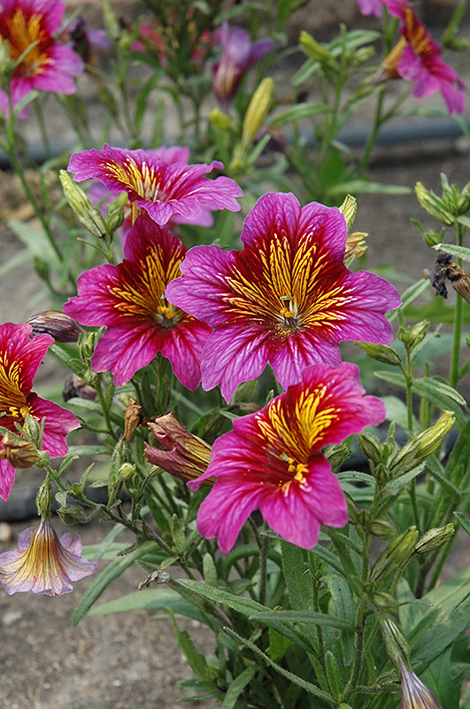 Royale Purple Bicolor Stained Glass Flower (Salpiglossis sinuata 'Royale Purple Bicolor') at Green Thumb Nursery